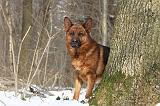BERGER ALLEMAND 522